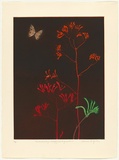 Artist: b'GRIFFITH, Pamela' | Title: b'The Meadow Argus Butterfly and Kangaroo Paws' | Date: 1987 | Technique: b'hardground-etching and aquatint, printed in colour, from two zinc plates' | Copyright: b'\xc2\xa9 Pamela Griffith'