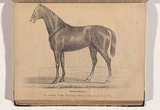 Artist: Nicholas, William. | Title: Whalebone, winner of the St. Ledger stakes at Homebush May 1847 | Date: 1847 | Technique: lithograph, printed in black ink, from one plate