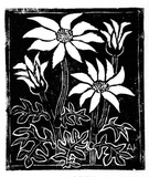 Artist: b'Kingston, Amie.' | Title: b'Birthday card for Judy: Flannel flowers' | Date: 1989 | Technique: b'linocut, printed in black ink, from one block'