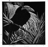 Artist: b'LINDSAY, Lionel' | Title: b'Hornbill' | Date: 1931 | Technique: b'wood-engraving, printed in black ink, from one block' | Copyright: b'Courtesy of the National Library of Australia'