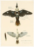 Artist: b'ROSE, David' | Title: b'Plan for a flying kookaburra' | Date: 1979 | Technique: b'screenprint, printed in colour, from multiple stencils'