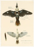 Artist: b'Rose, David.' | Title: b'Plan for a flying kookaburra' | Date: 1979 | Technique: b'screenprint, printed in colour, from multiple stencils'