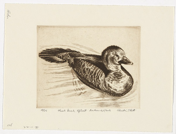 Artist: b'PLATT, Austin' | Title: b'Musk duck afloat, Centennial Park' | Date: 1981 | Technique: b'etching, printed in black ink, from one plate'