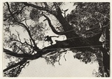Artist: b'STELARC' | Title: b'Mail art: Prepared tree suspension event for obsolete body No.6' | Date: 1982 | Technique: b'offset-lithograph, printed in black ink' | Copyright: b'Courtesy the artist, Stelarc and Sherman Galleries, Sydney'