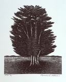 Artist: b'Atkins, Ros.' | Title: b'not titled [tree]' | Date: 2001, February | Technique: b'linoblock, printed in black ink, from one block'