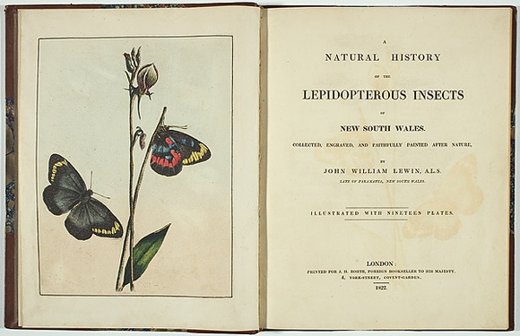 Artist: b'Lewin, J.W.' | Title: b'A natural history of the lepidopterous insects of New South Wales [collected, engraved, and faithfully painted after nature, by John William Lewin].' | Date: 1822 | Technique: b'etchings, each printed in black ink, from one copper plate; hand-coloured; letterpress text'