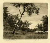 Artist: Farmer, John. | Title: The leaning banksia. | Date: c.1960 | Technique: etching, printed in black ink with plate-tone, from one plate