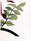 Artist: b'Newmarch, Ann.' | Title: b'Malu Karu (Sturt Desert Pea)' | Date: 1980 | Technique: b'screenprint, printed in colour, from multiple stencils'
