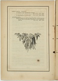 Title: b'not titled [billardiera longiflora].' | Date: 1861 | Technique: b'woodengraving, printed in black ink, from one block'