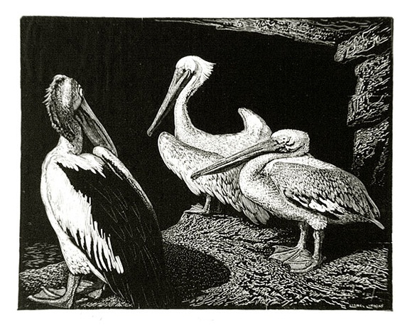 Artist: b'LINDSAY, Lionel' | Title: b'Pelicans' | Date: 1938 | Technique: b'wood-engraving, printed in black ink, from one block' | Copyright: b'Courtesy of the National Library of Australia'