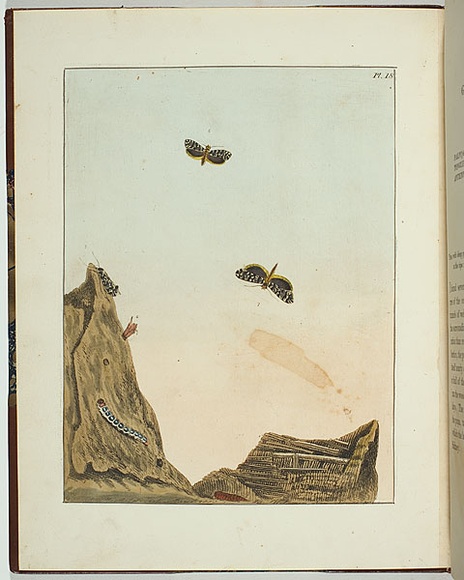 Artist: b'Lewin, J.W.' | Title: b'Tinea cossuna' | Date: 01 May 1803 | Technique: b'etching, printed in black ink, from one copper plate; hand-coloured'