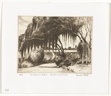 Artist: PLATT, Austin | Title: Overhanging willows, Centennial Park | Date: 1977 | Technique: etching, printed in black ink, from one plate