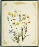 Artist: b'De Mole, Fanny.' | Title: b'Orchide\xc3\xa6.' | Date: 1861 | Technique: b'lithograph, printed in black ink, from one stone; hand-coloured'