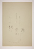 Title: b'Microtis.' | Date: 1894 | Technique: b'lithoraph, printed in black ink, from one stone [or plate]; hand-coloured'