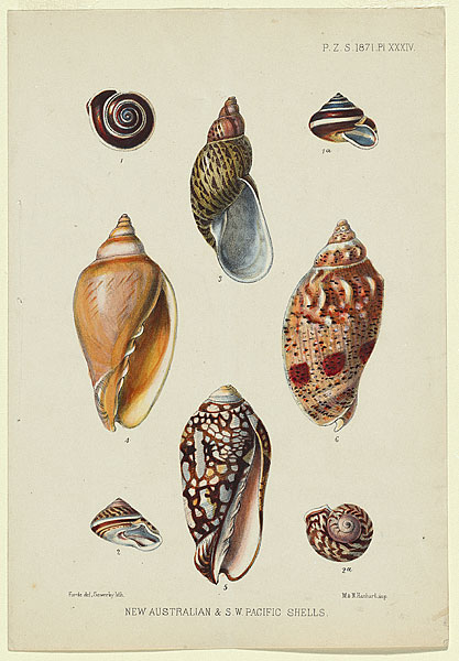 New Australian and S.W. Pacific shells. (1871 (published)) by Helena ...